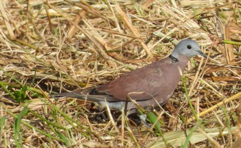 Red Collared Dove Ishigaki Island Sat, 10/3/2020