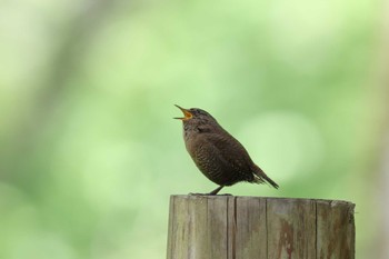 ミソサザイ 戸隠森林植物園(戸隠森林公園) 2022年6月4日(土)