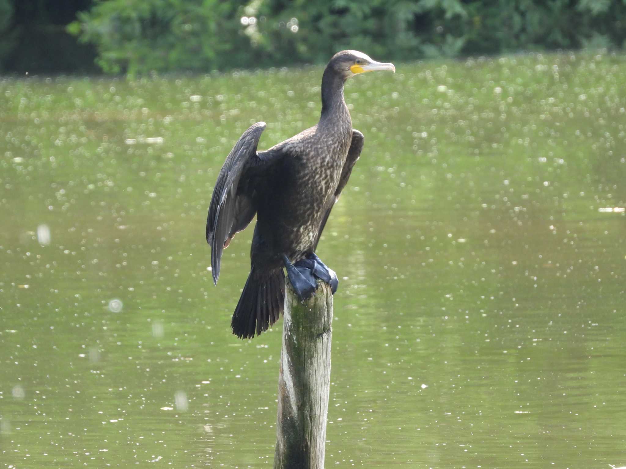 カワウ