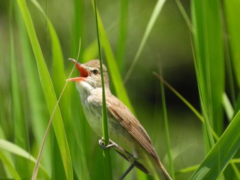 Sat, 6/4/2022 Birding report at Mizumoto Park