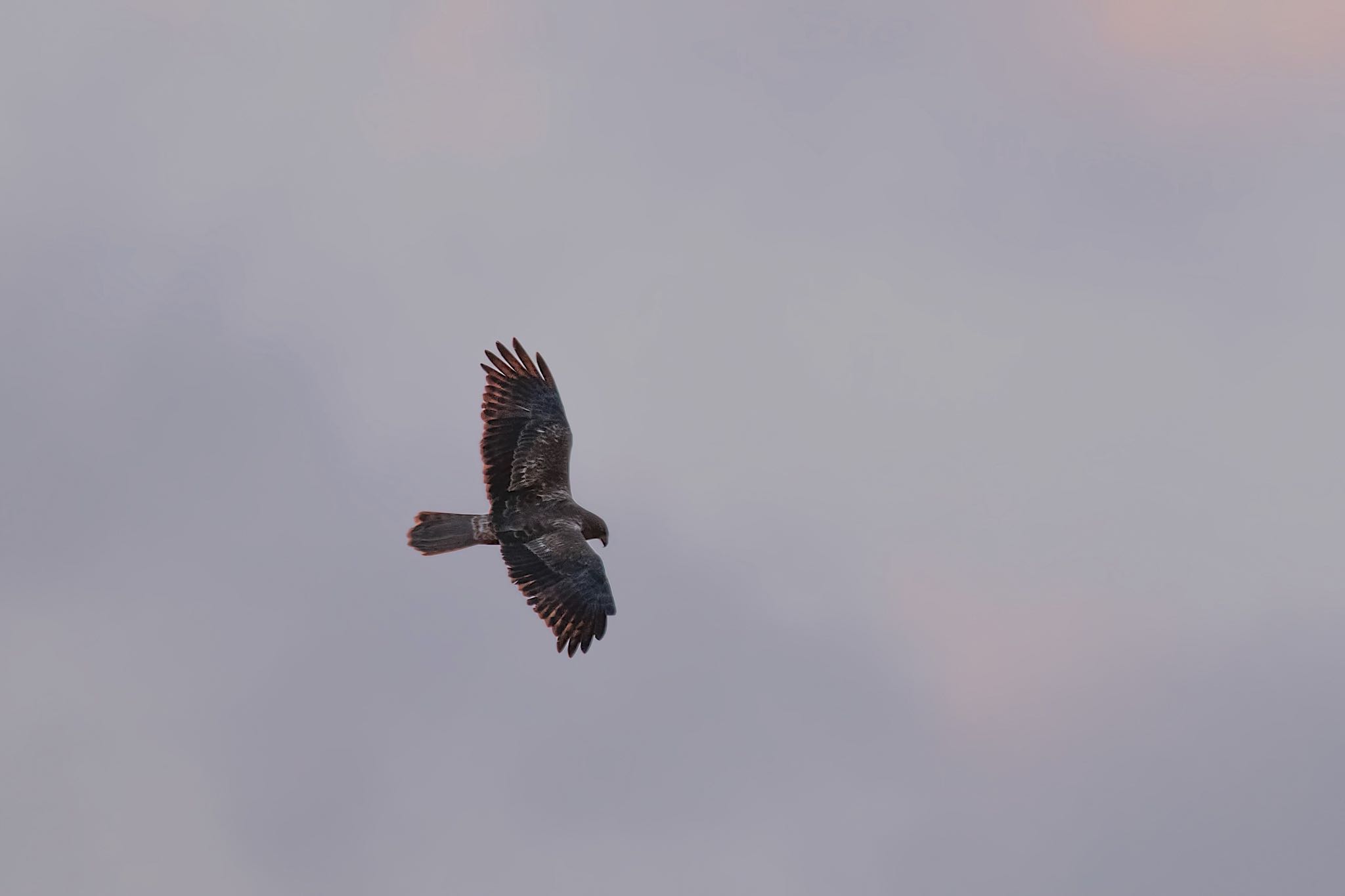 写真整理をしていたら大陸型チュウヒが写ってました！ by たくぱま