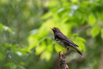 クロツグミ 座間谷戸山公園 2022年4月23日(土)