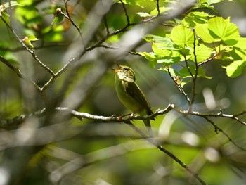 Sun, 5/29/2022 Birding report at 高鉢駐車場