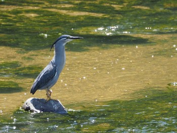 Striated Heron 淀川河川公園 Sat, 6/4/2022