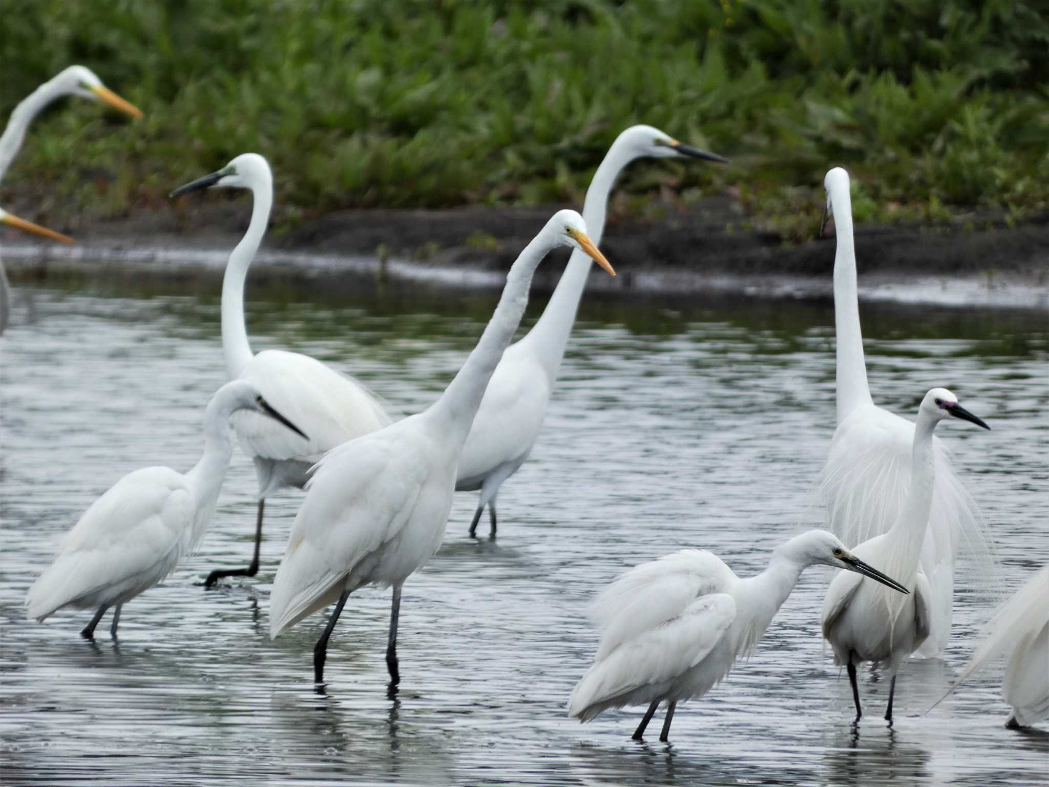 Great Egret