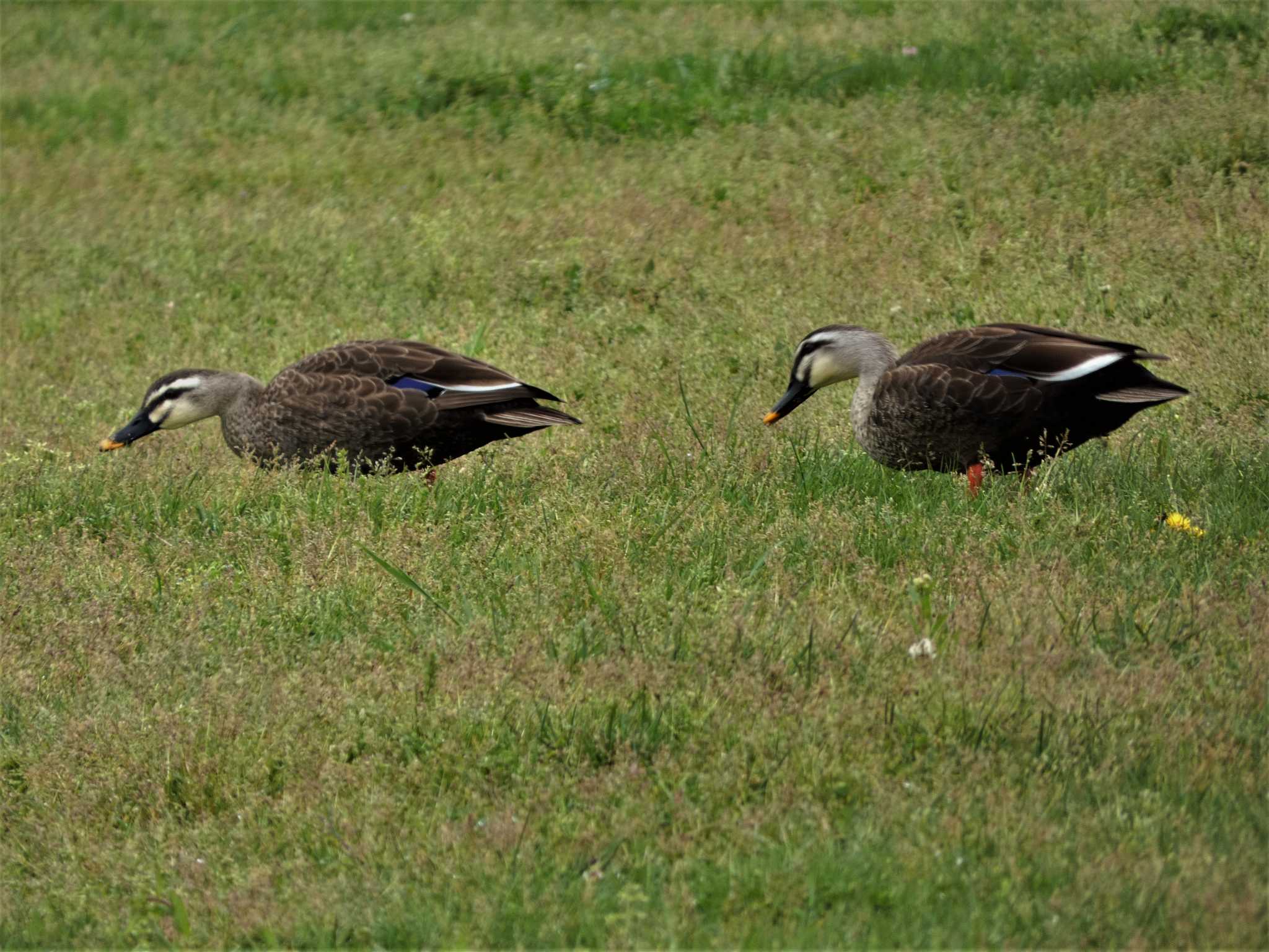 Eastern Spot-billed Duck