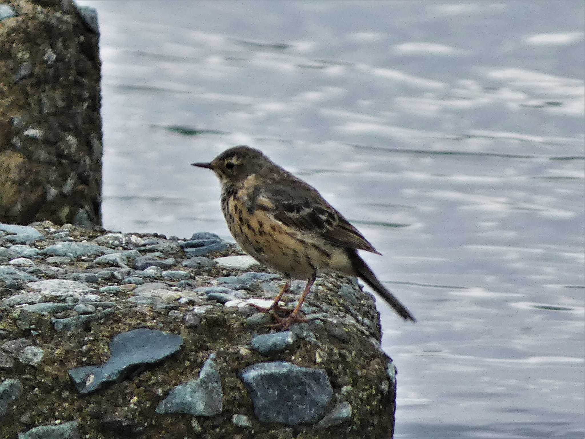 Water Pipit