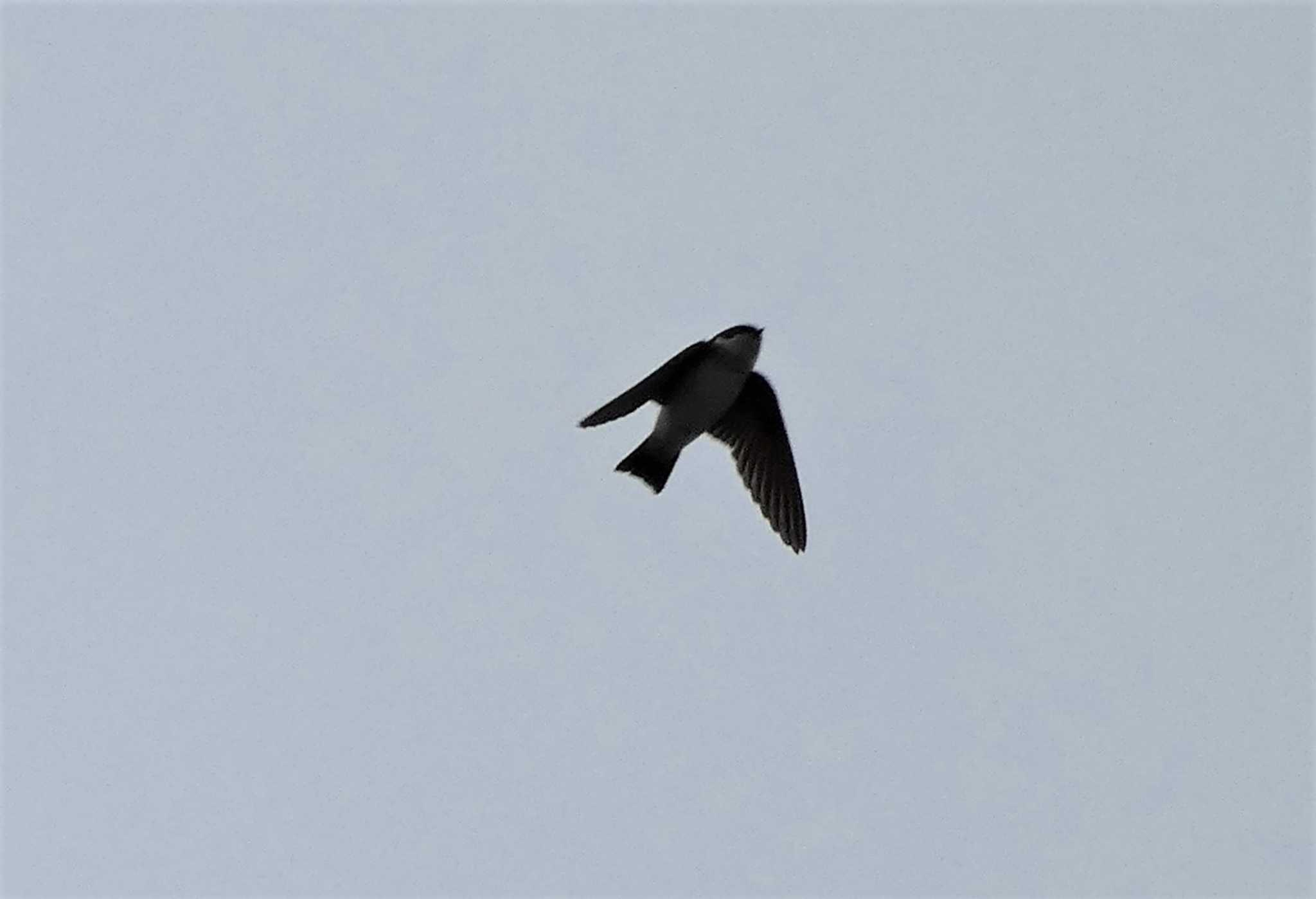 Asian House Martin