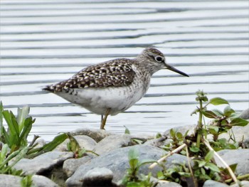 Sat, 4/16/2022 Birding report at 酒匂川河口