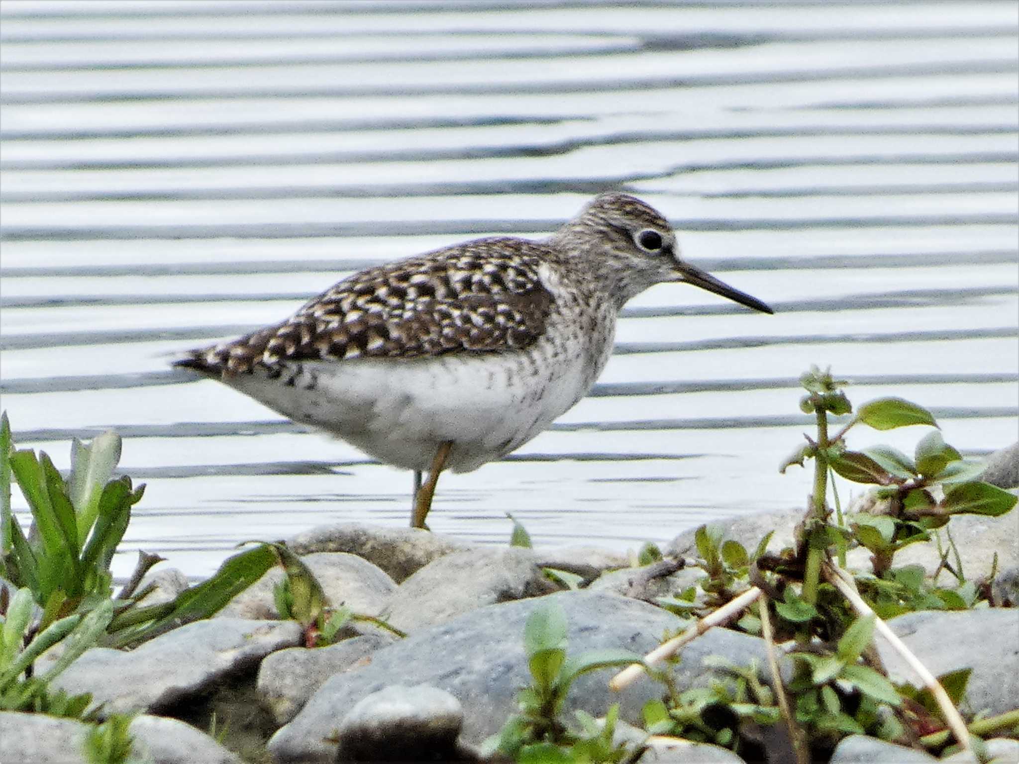 Wood Sandpiper