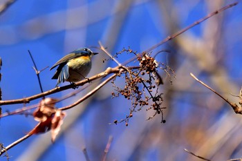 ルリビタキ 早戸川林道 2017年12月30日(土)