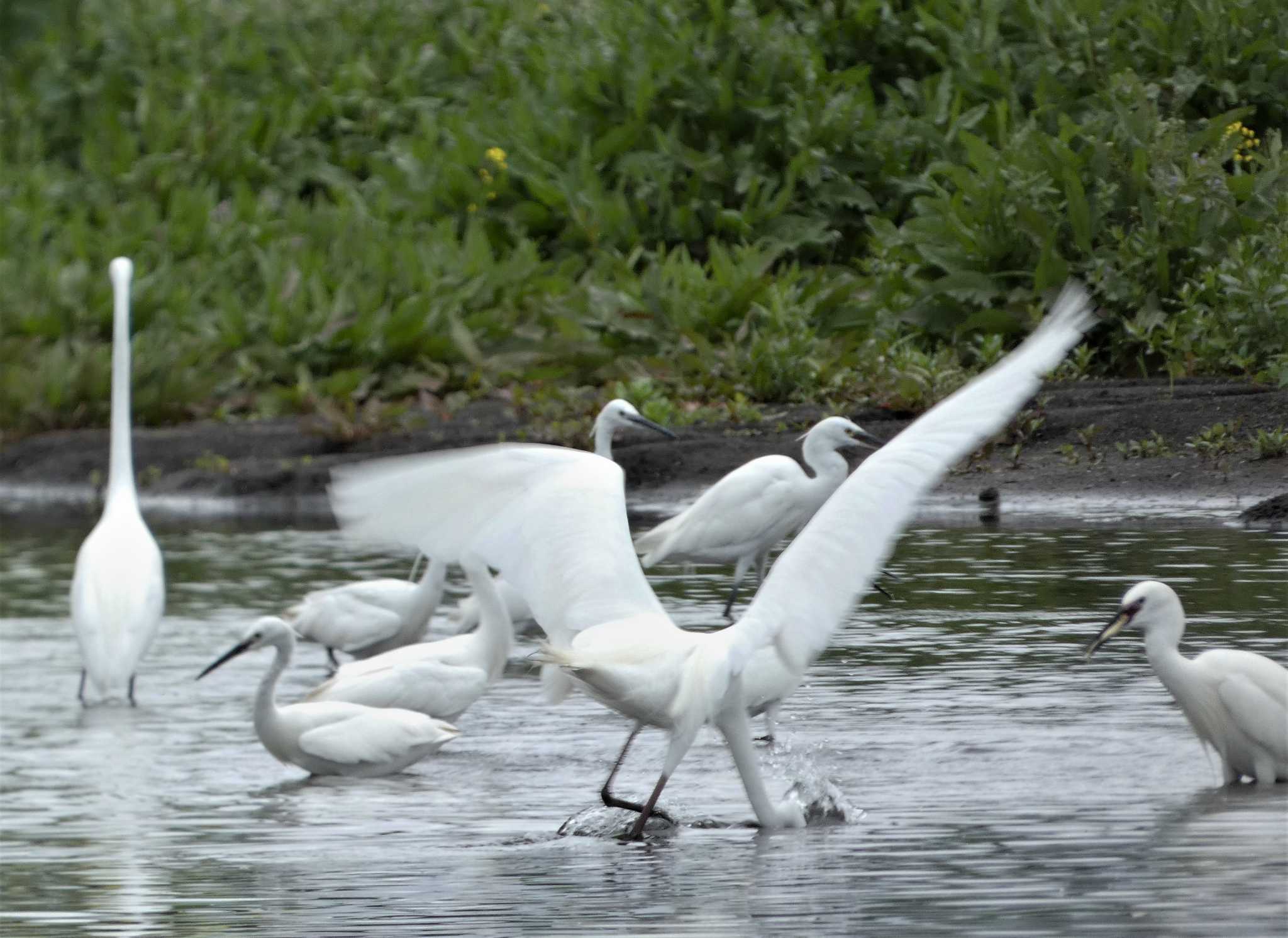 Great Egret