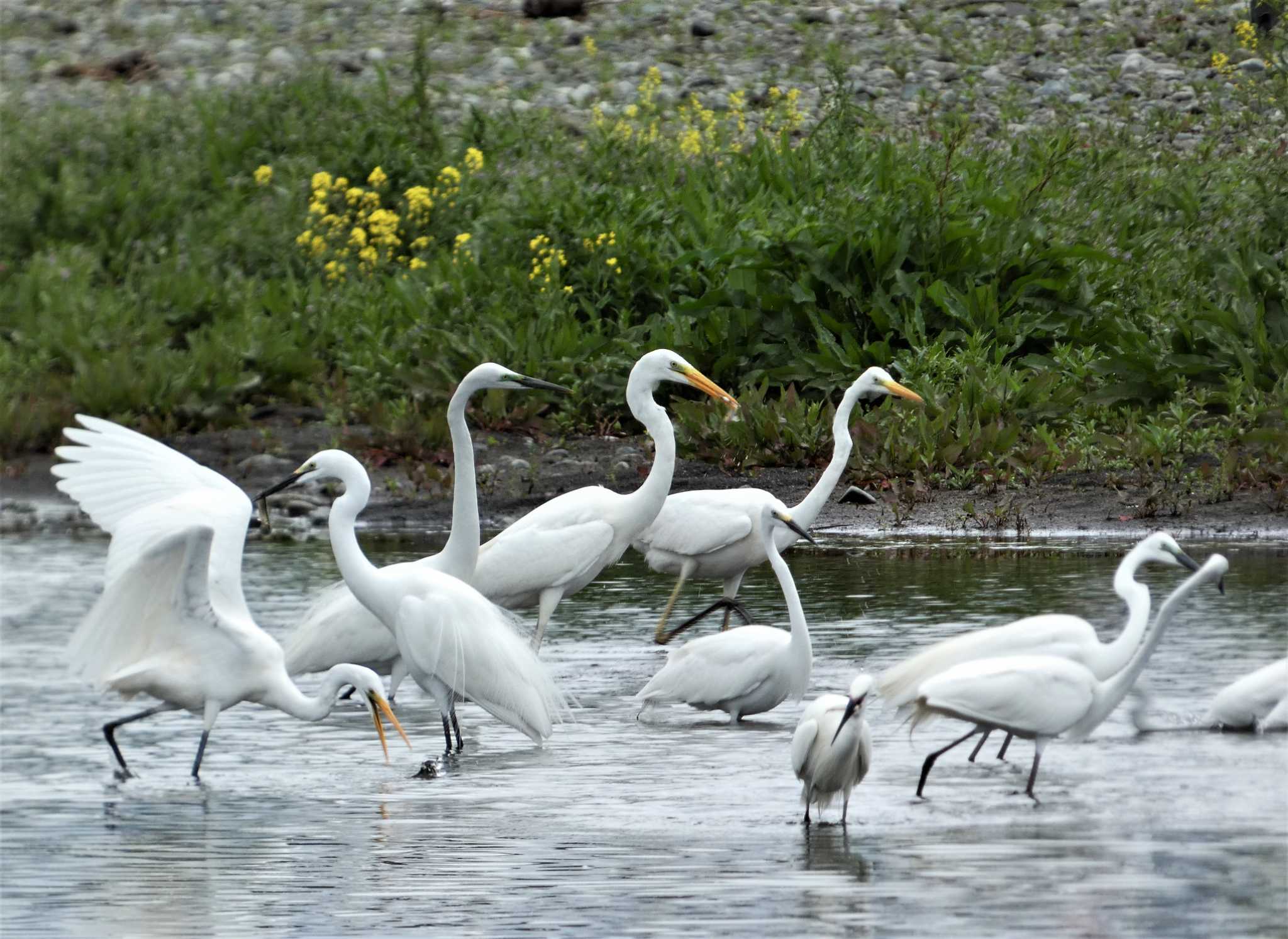 Great Egret