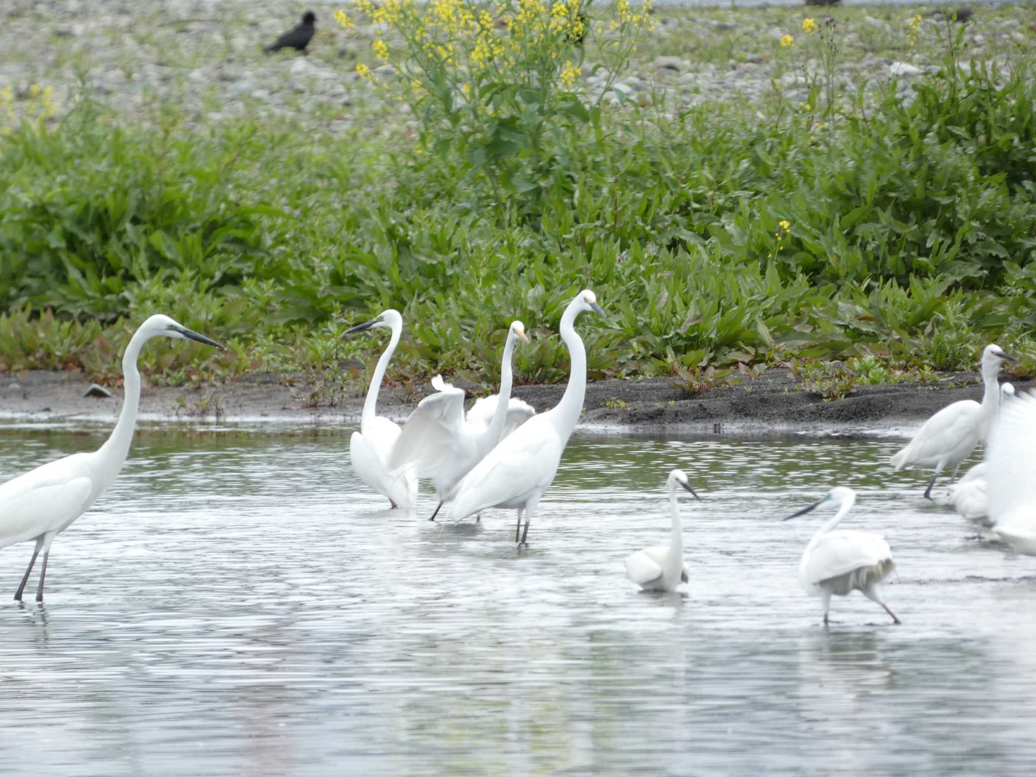 ダイサギ