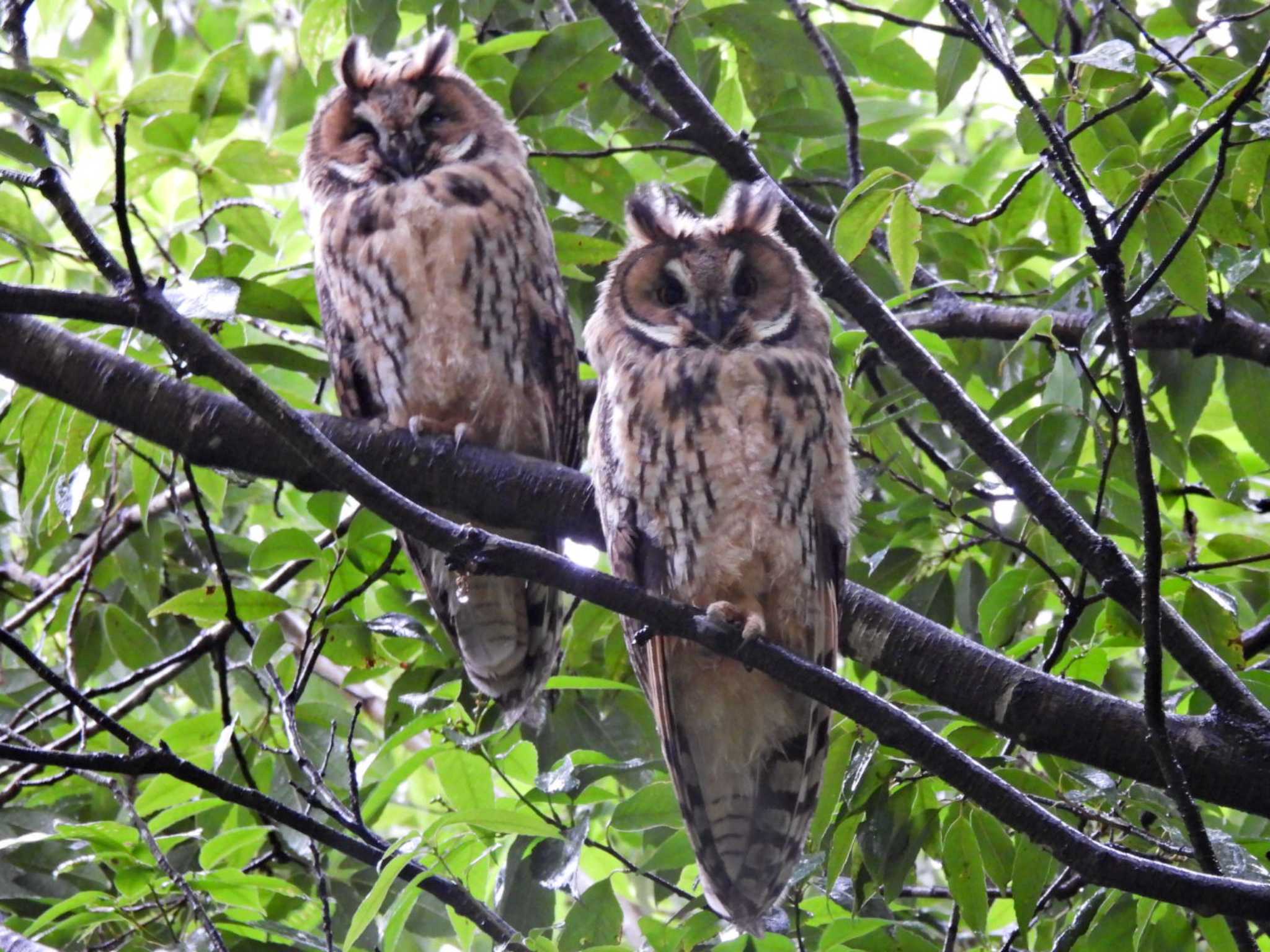  トラフズクの写真 by スガユー