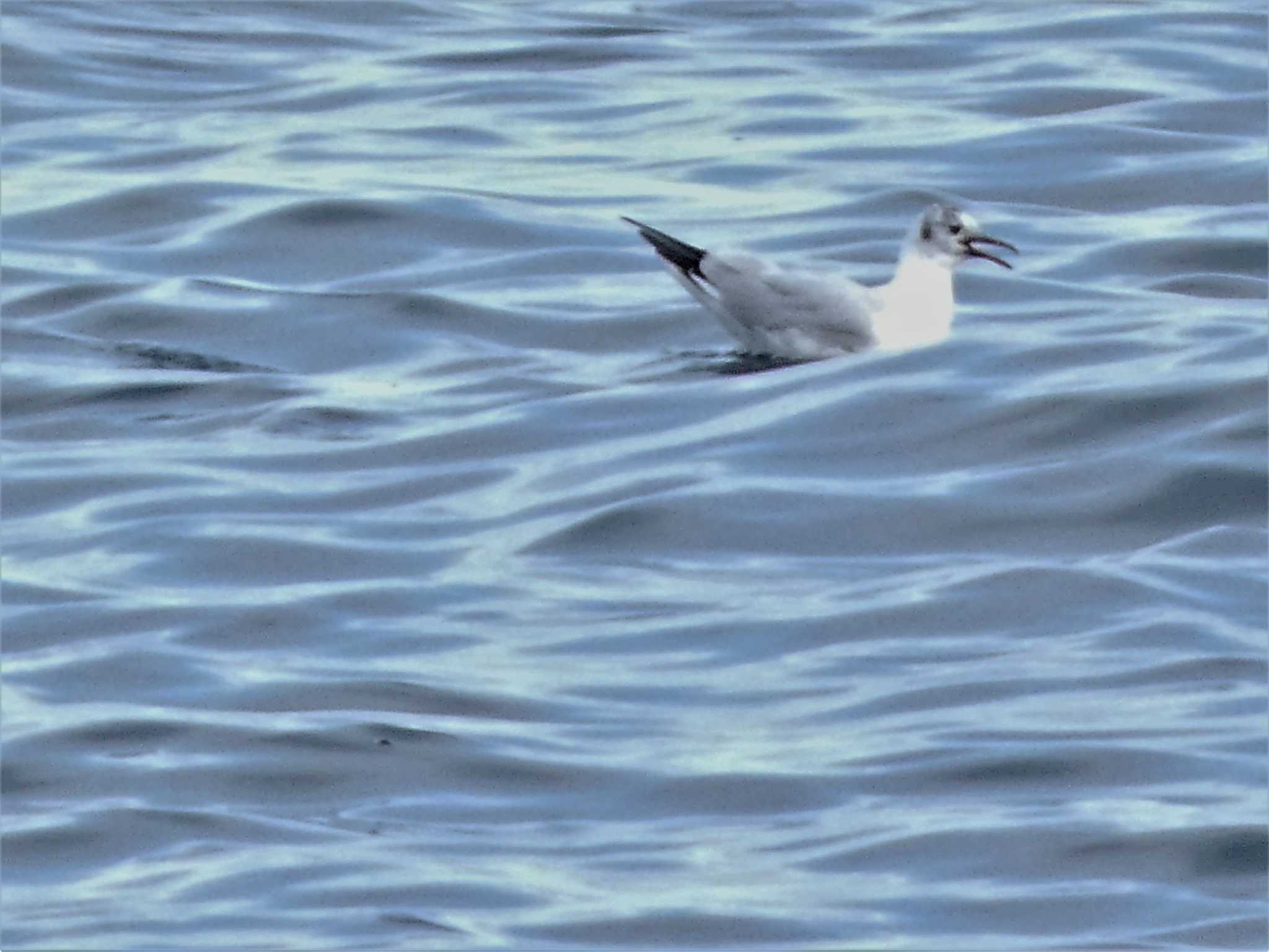 Black-headed Gull