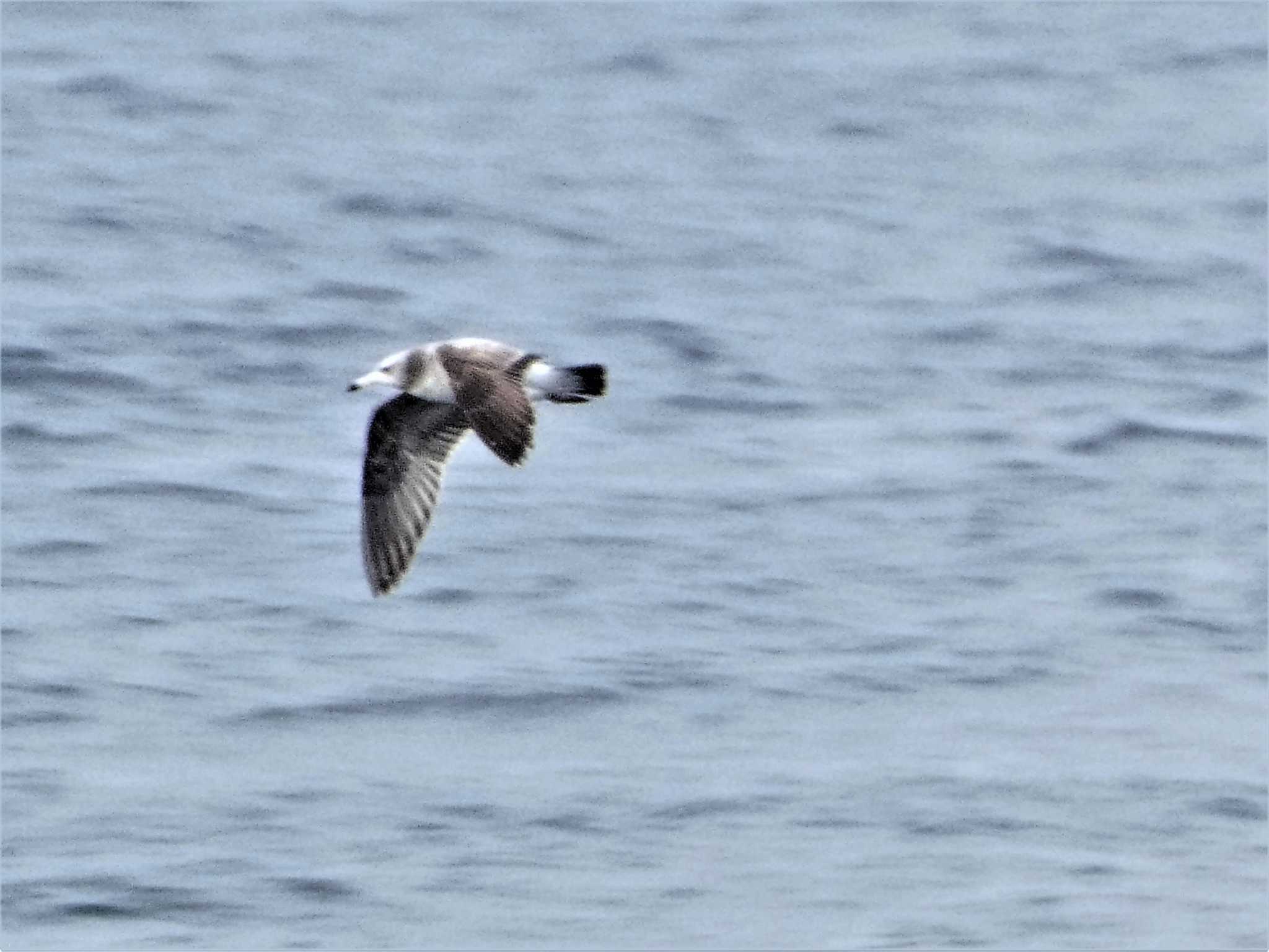 Black-tailed Gull