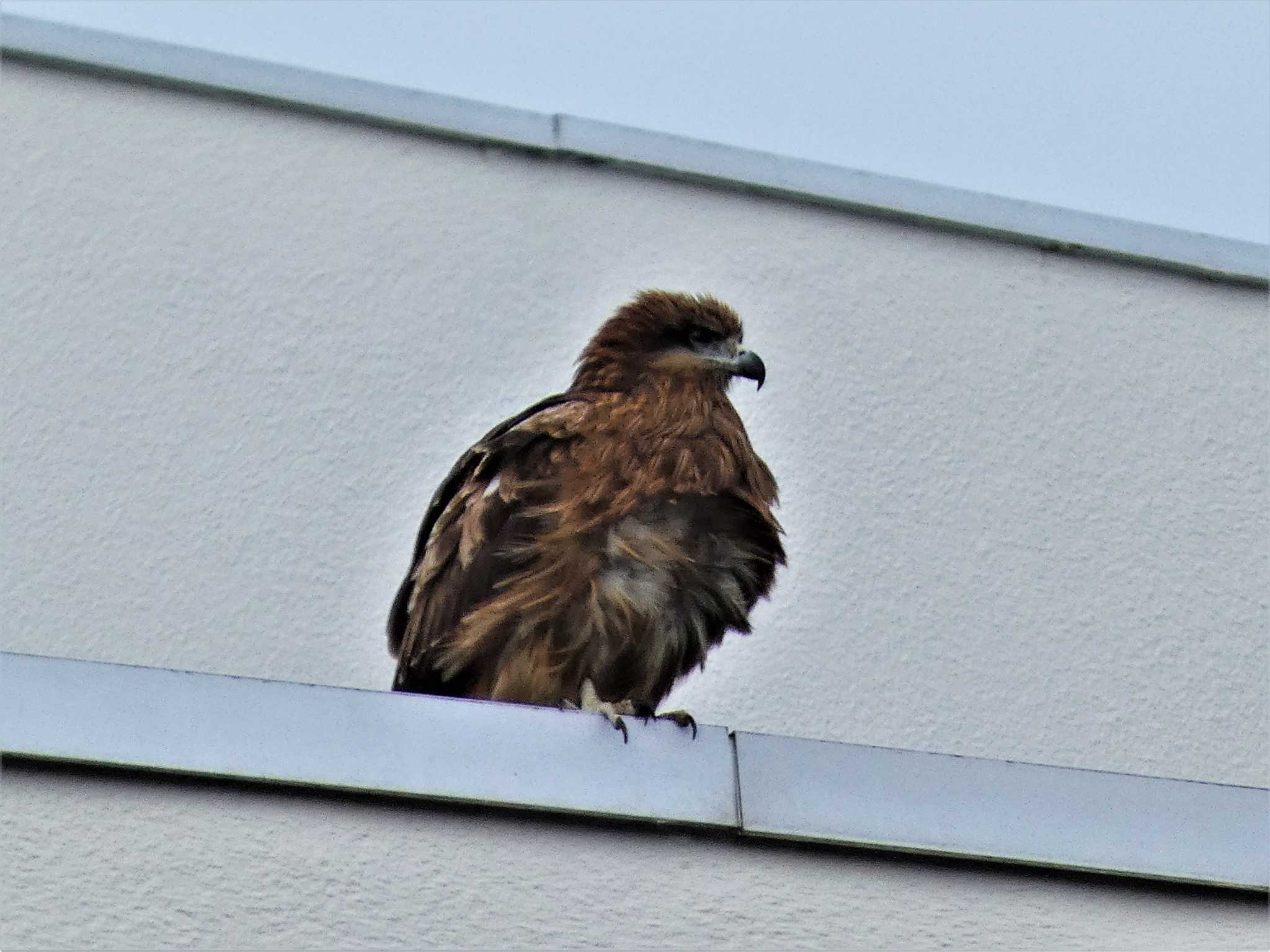 Black Kite