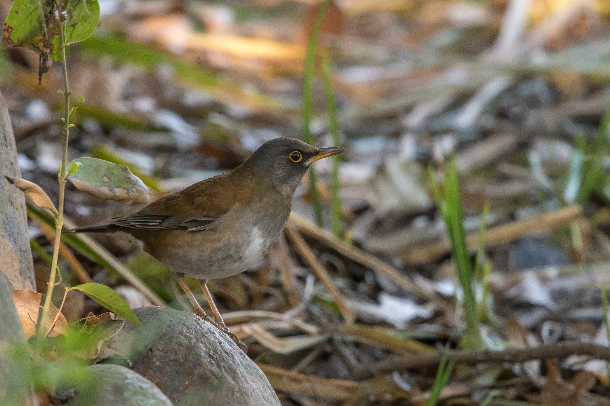 Photo of Pale Thrush at Akashi Park by ときのたまお