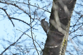 アオゲラ 東京都立桜ヶ丘公園(聖蹟桜ヶ丘) 2017年12月30日(土)