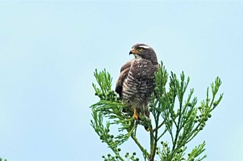 Grey-faced Buzzard 松之山 Sat, 6/4/2022