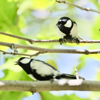 シジュウカラ 真駒内公園 2022年6月7日(火)