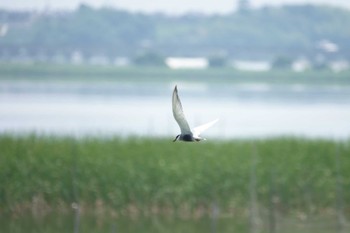 2022年6月4日(土) 北印旛沼の野鳥観察記録