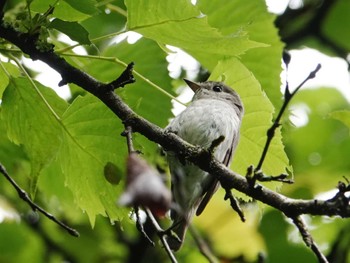 2022年6月7日(火) 早戸川林道の野鳥観察記録