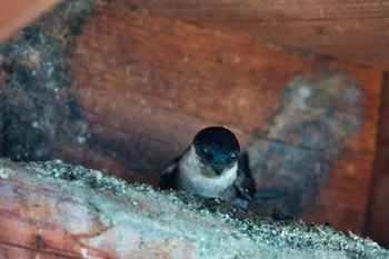 Asian House Martin Lake Okutama Sun, 6/5/2022