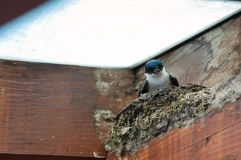 Sun, 6/5/2022 Birding report at Lake Okutama