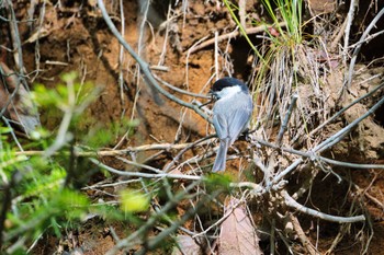 Willow Tit Yanagisawa Pass Sun, 6/5/2022