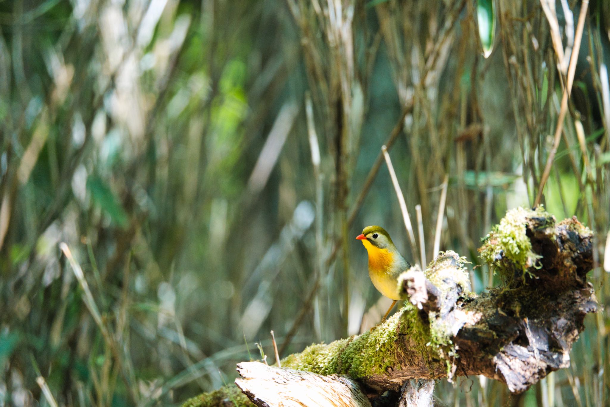 Photo of Red-billed Leiothrix at Yanagisawa Pass by naturedrop