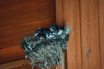 Barn Swallow Lake Okutama Sun, 6/5/2022