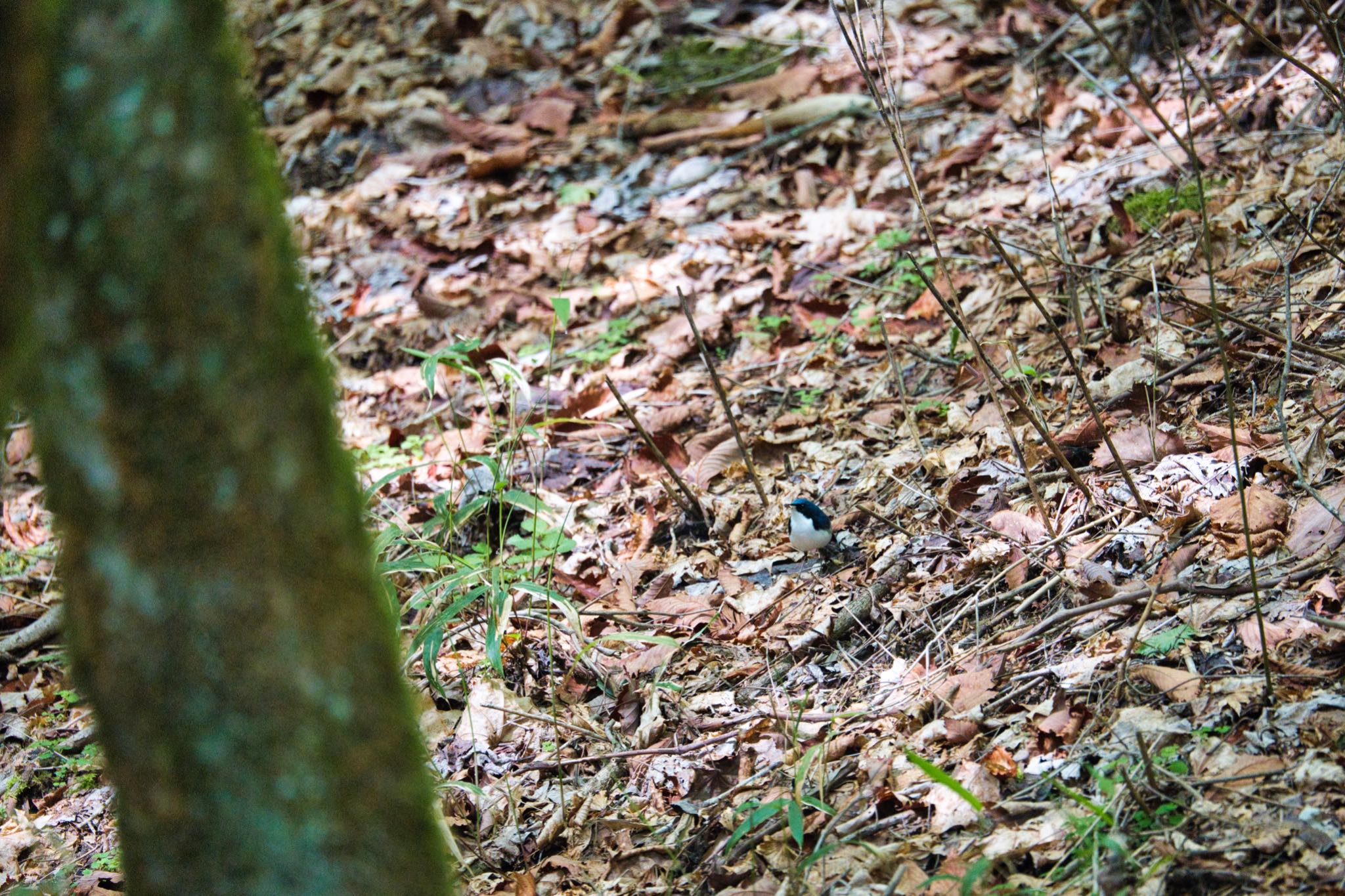 Photo of Siberian Blue Robin at Yanagisawa Pass by naturedrop