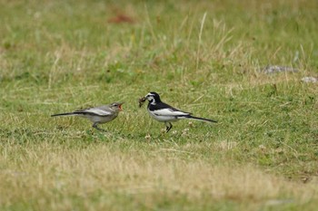 White Wagtail 宍道湖東岸 Tue, 6/7/2022