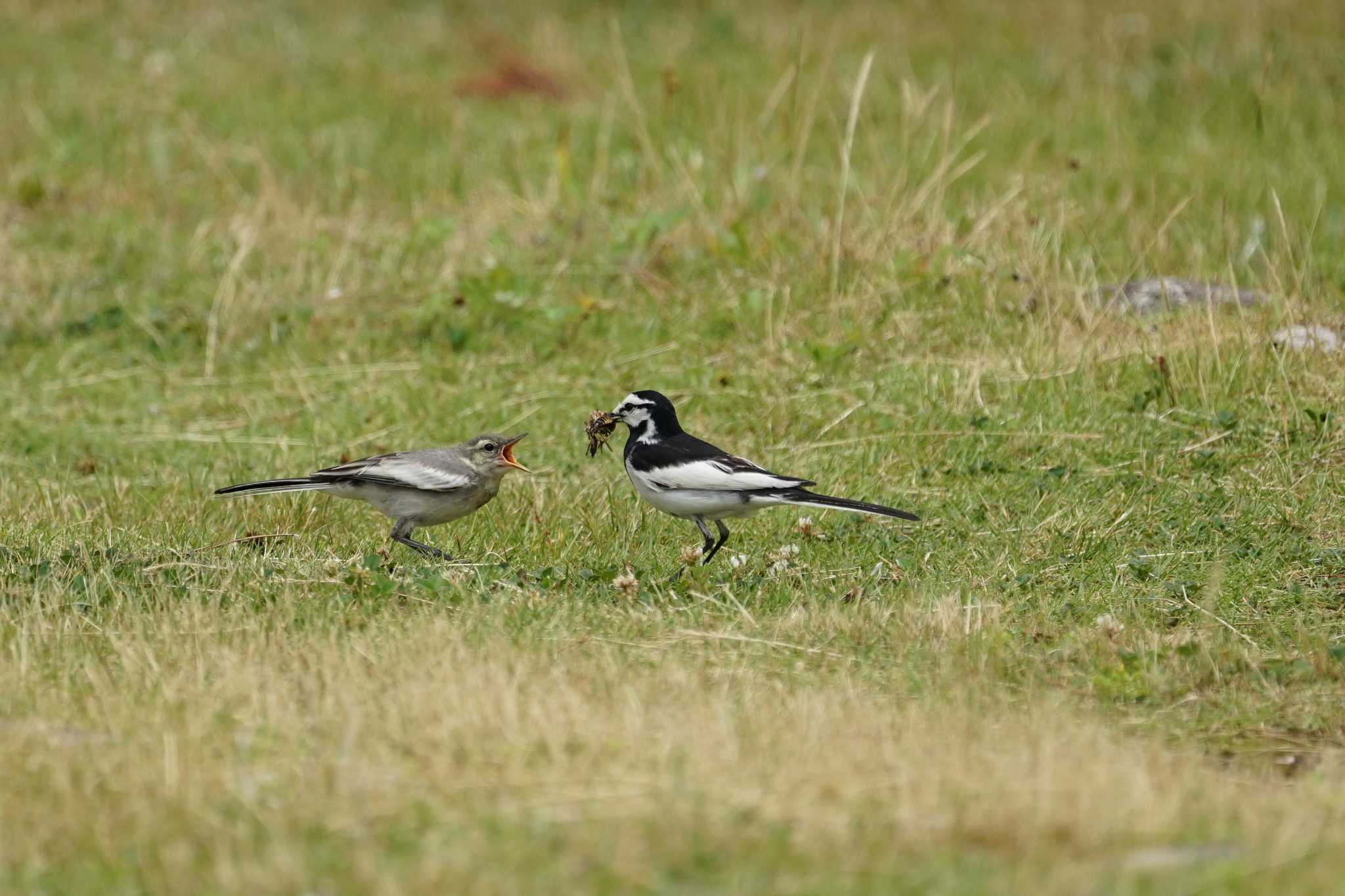 White Wagtail