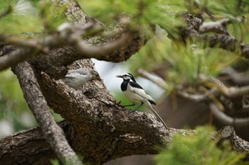 White Wagtail 宍道湖東岸 Tue, 6/7/2022