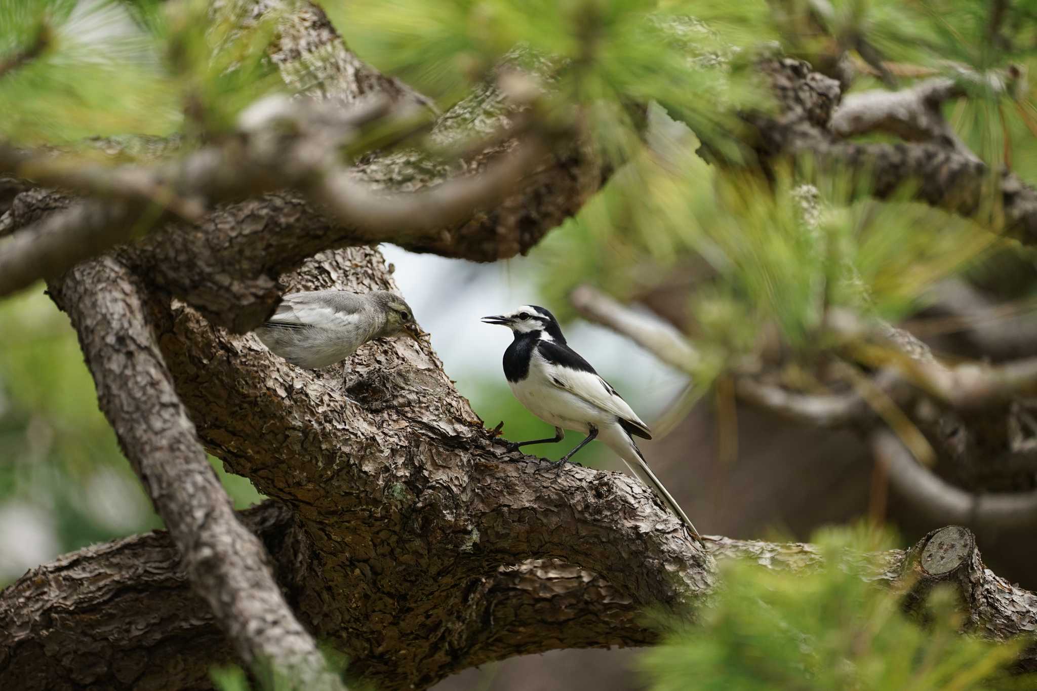 White Wagtail