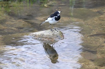 ハクセキレイ 夙川河川敷緑地(夙川公園) 2022年3月24日(木)