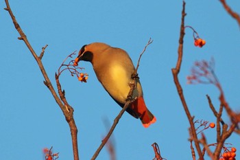 Japanese Waxwing 北海道 函館市 東山 Sat, 12/30/2017