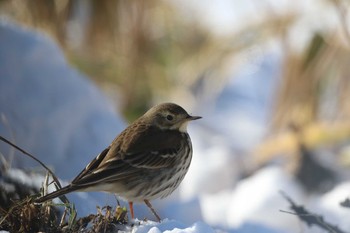 タヒバリ 北海道 函館市 函館空港脇 2017年12月30日(土)