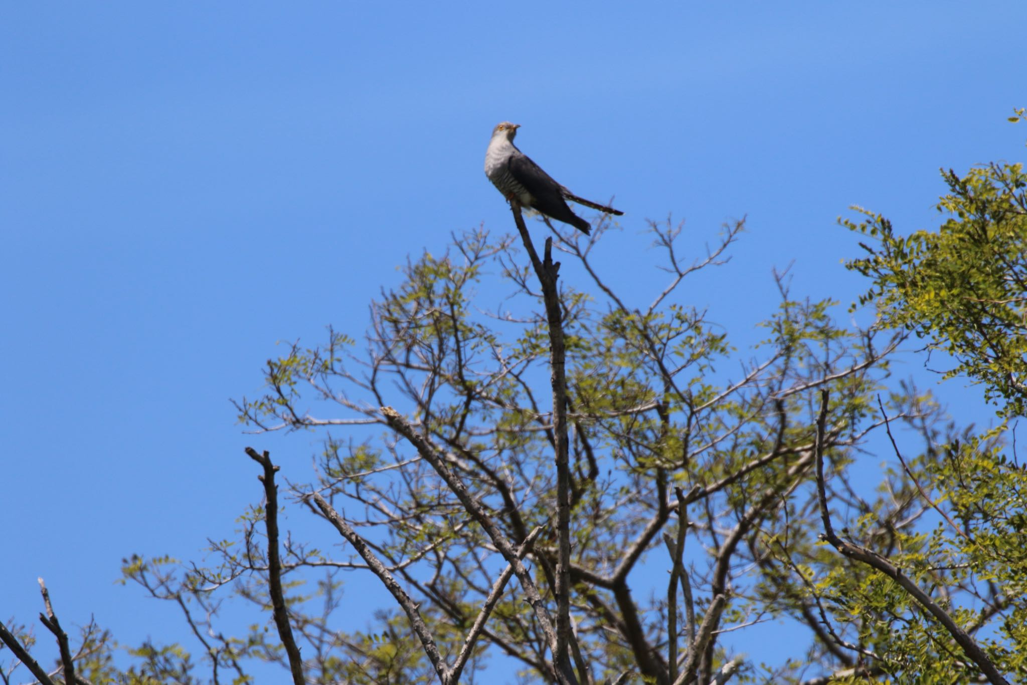 Photo of Common Cuckoo at 手稲山口バッタ塚 by will 73