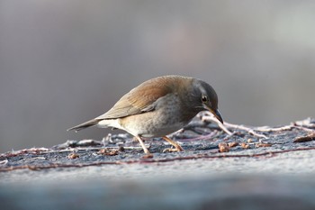 Pale Thrush Osaka castle park Sat, 12/30/2017