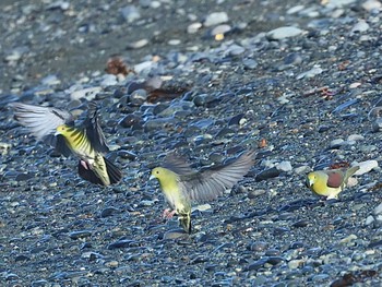 Tue, 6/7/2022 Birding report at Terugasaki Beach