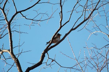 Brambling Osaka castle park Sat, 12/30/2017