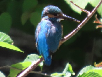 2022年6月7日(火) 真駒内公園の野鳥観察記録