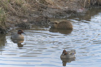 2017年12月30日(土) 滋賀県びわこ地球市民の森の野鳥観察記録