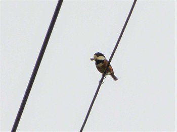 2022年6月7日(火) 八王子城跡の野鳥観察記録