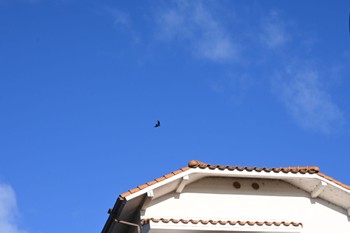 2022年6月7日(火) 宝梅の野鳥観察記録