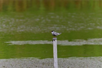 2022年6月7日(火) 境川遊水地公園の野鳥観察記録